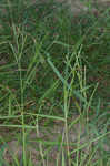 Broadleaf signalgrass